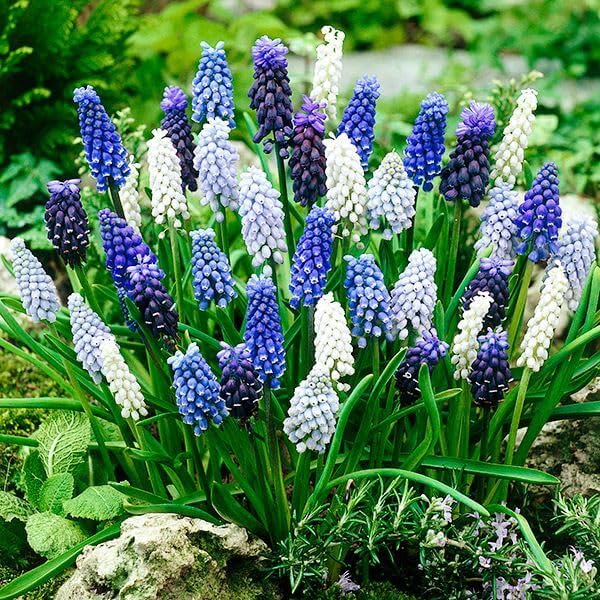 Amazon.co.jp: 秋植え球根 ムスカリ 4種ミックス (花色見計らい) 20球